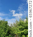Green tree sky 65967272