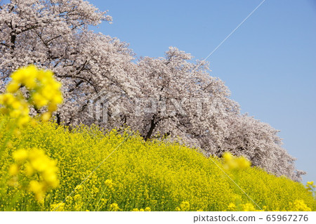 Cherry blossoms and rape blossoms 65967276
