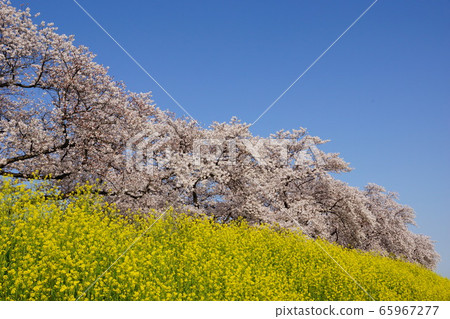 Cherry blossoms and rape blossoms 65967277