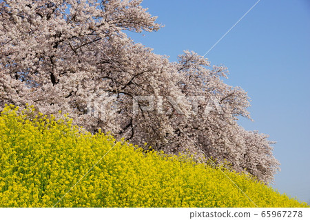 Cherry blossoms and rape blossoms 65967278