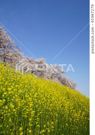 Cherry blossoms and rape blossoms 65967279