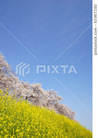 Cherry blossoms and rape blossoms 65967280