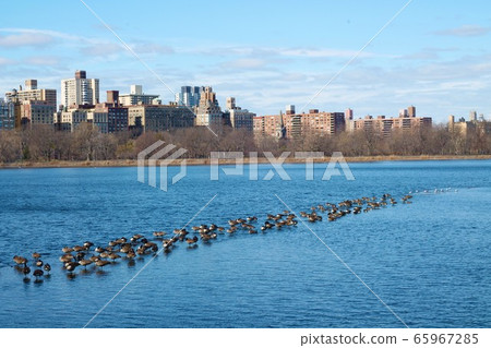 A flock of birds resting on a pond in Central Park A flock of birds resting on a pond in Central Park 65967285