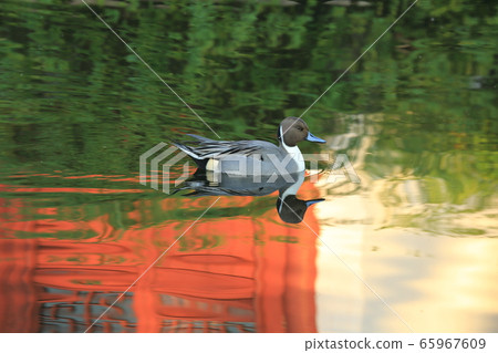 Duck swimming towards the light Duck swimming towards the light 65967609