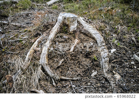 Tree stump, forest calamity, Stolica mountains, 65968022