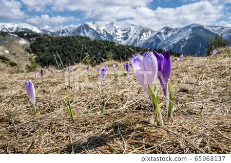 Blooming crocus flowers, Western Tatras mountains, 65968137