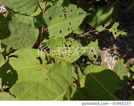 Worm eating Worm eating 65968237