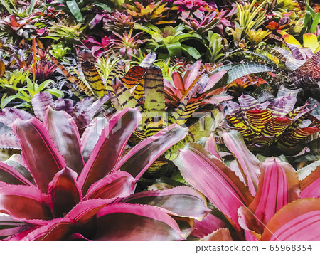 Bromeliad or Urn Plant in the garden Bromeliad or Urn Plant in the garden 65968354