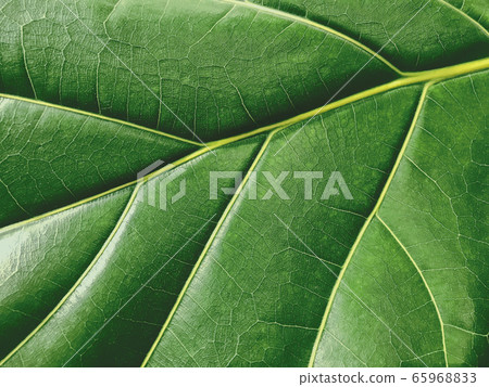 Macro green leaf texture background nature leaves Macro green leaf texture background nature leaves 65968833