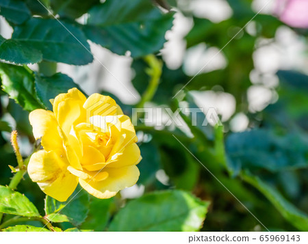 Bell romantica Bell romantica 65969143
