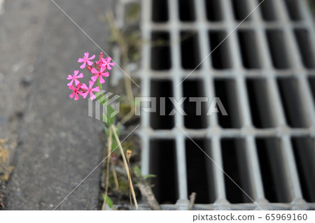 roadside weeds 65969160