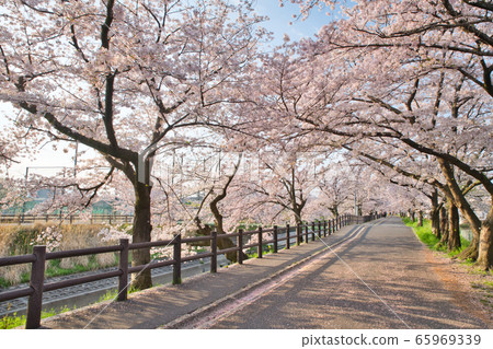 高田Senbonzakura 65969339