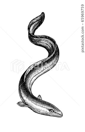 Ink Sketch Of Japanese Eel Stock Illustration