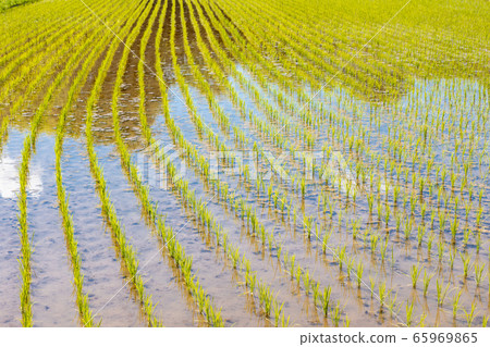 Paddy field 65969865