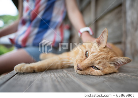 Cat stroked by a child 65969905