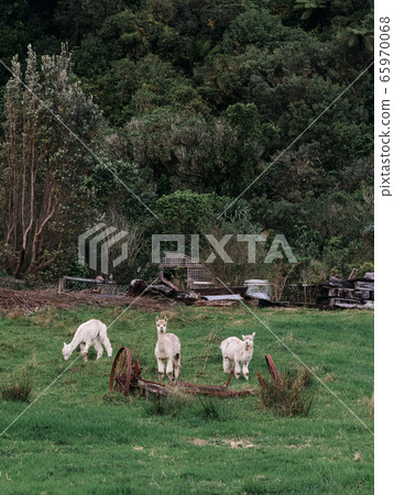 Group of White alpaca in New Zealand 65970068