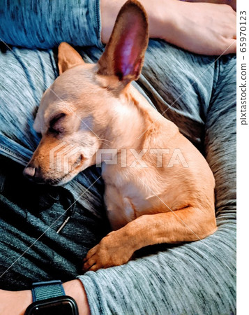 Dog sleeping with a smile 65970123