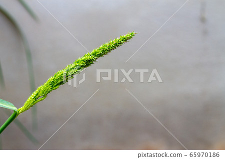 Barnyard grass or Cockspur or Echinochloa Barnyard grass or Cockspur or Echinochloa 65970186