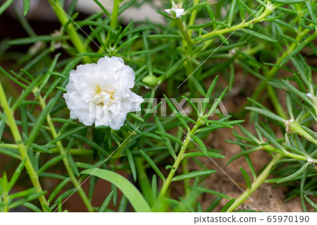 A white common purslane (Portulaca oleracea) A white common purslane (Portulaca oleracea) 65970190