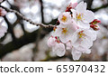 櫻花素材芽春天廣告SNS垂枝櫻花春天季節旅行花cherryblossom Spr 65970432