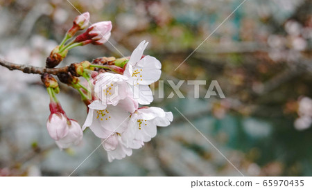 Sakura material bud spring advertisement SNS weeping cherry blossom spring season trip flower cherryblossom Spr 65970435