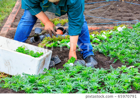 A farmer plants flowers on a flower bed. 65970791