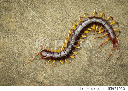 Image of centipedes or chilopoda on the ground. 65971020