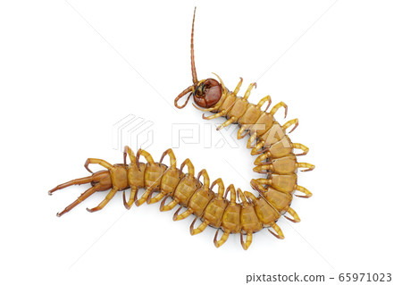 Image of dead centipedes or chilopoda isolated on Image of dead centipedes or chilopoda isolated on 65971023