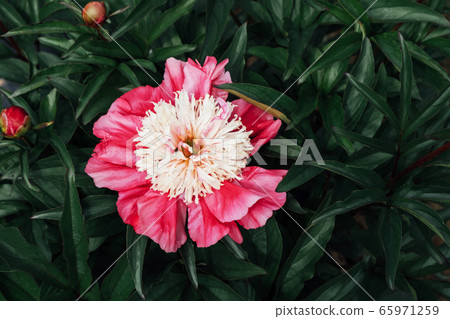 Beautiful fresh purple and white peony flower in full bloom in the garden. 65971259