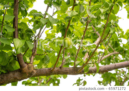 Plum fruit and branches Plum fruit and branches 65971272
