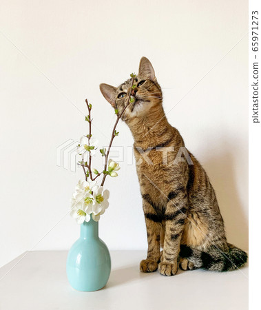 Young European Shorthair cat smelling fresh white blooming flowers indoors. Young European Shorthair cat smelling fresh white blooming flowers indoors. 65971273