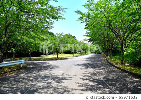 綠樹成蔭的公園 綠樹成蔭的公園 65971632