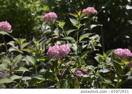 Keishinin Hydrangea Keishinin Hydrangea 65972651