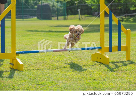 Dog run 65973290