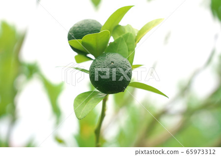 扁實檸檬 扁實檸檬 65973312