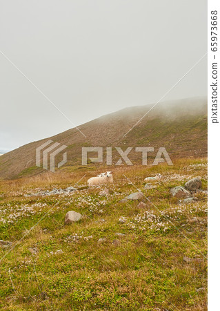 Wilderness. Icelandic sheep grazing on a pasture in Iceland. Typical Iceland sheep with horns and a thick layer of wool 65973668