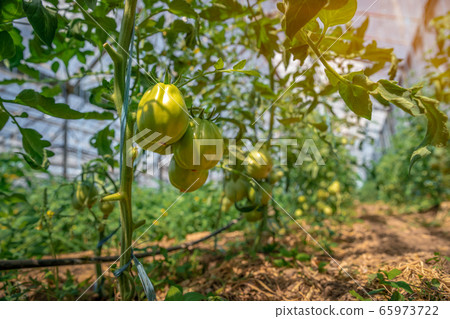 Organic green tomatoes ripen in a greenhouse. growing vegetables without chemicals, healthy food Organic green tomatoes ripen in a greenhouse. growing vegetables without chemicals, healthy food 65973722