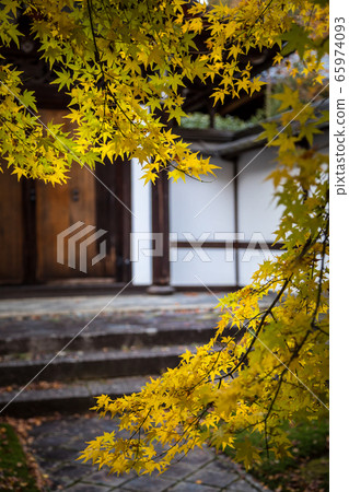 龍安寺北條花園，白牆和黃楓 65974093