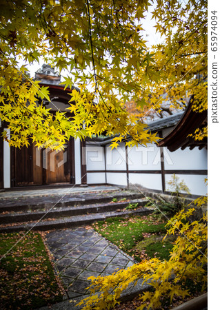 Ryoanji Temple Hojo Garden, White Wall and Yellow Maple 65974094