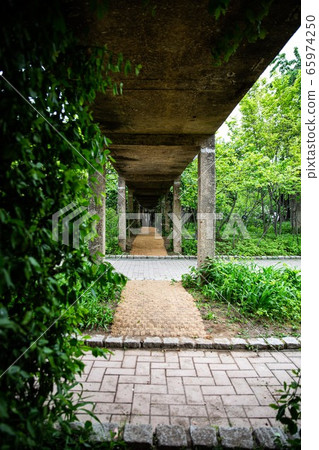仙遊島公園，鬱鬱蔥蔥的“時光花園”景觀，以及橋樑，碼頭和綠色藤蔓 65974250