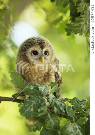 Young tawny owl - Strix aluco sin on the branch in 65974452