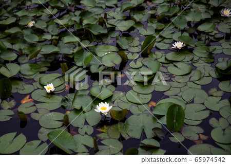 “時間的森林”的池塘里的仙遊島，公園，蓮花和荷葉 65974542
