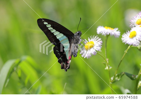 Aosujijeha harbors the honey of the flower of Haldion 65974588