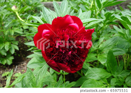 Yamazakiyaku 65975531