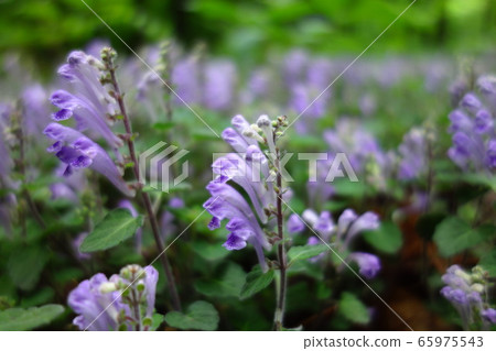 黃芩 黃芩 65975543