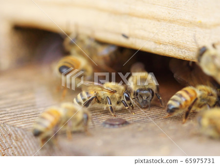 一隻蜜蜂 一隻蜜蜂 65975731