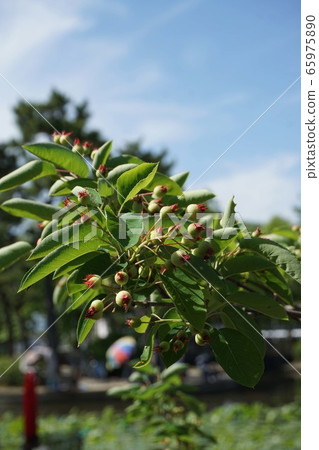 Amelanchier asiatica 幼果 65975890