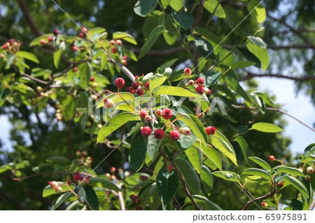 Amelanchier asiatica 幼果 Amelanchier asiatica 幼果 65975891