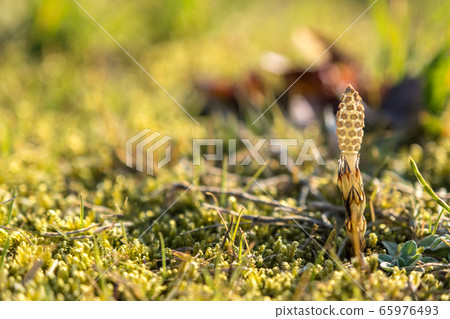 Tsukushi spring growth Tsukushi spring growth 65976493