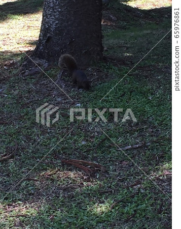 Squirre 65976861